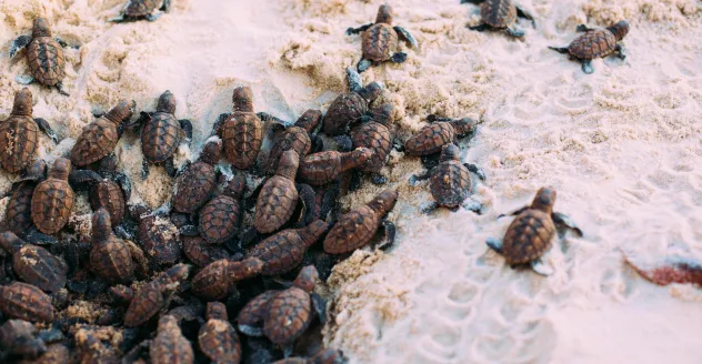 Preservação das tartarugas e meio ambiente no Kilombo Villas