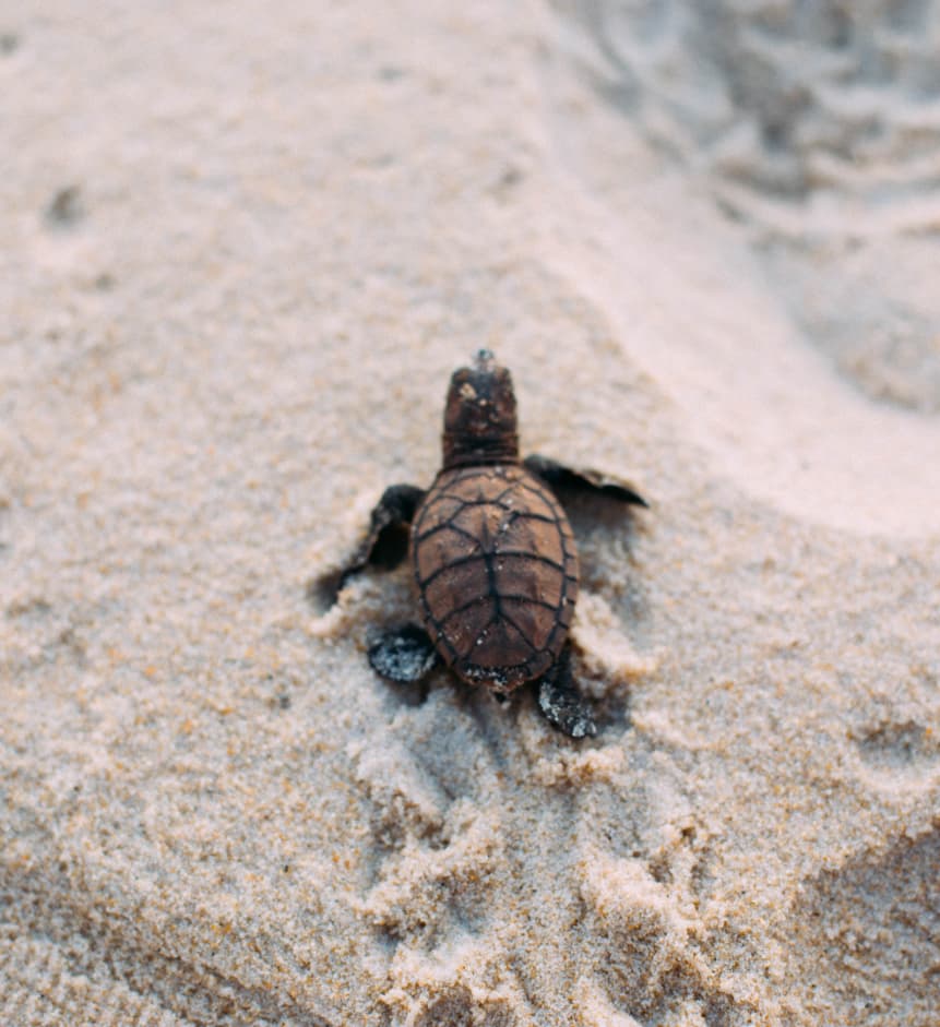 Filhote de tartaruga marinha recém-nascido caminhando pela areia da praia de Sibaúma