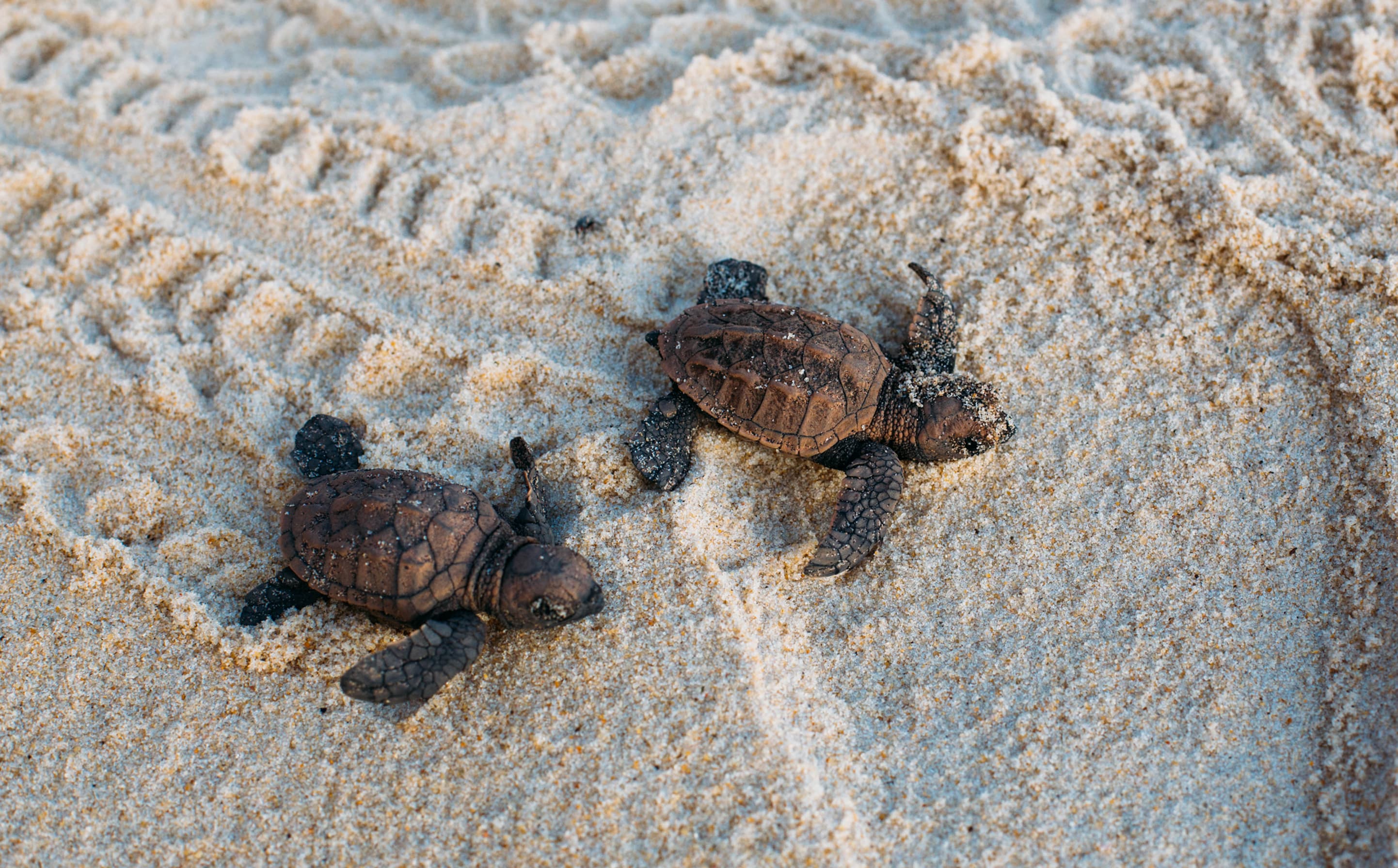 Dois filhotes de tartaruga marinha recém-nascidos engatinhando pela areia da praia de Sibaúma