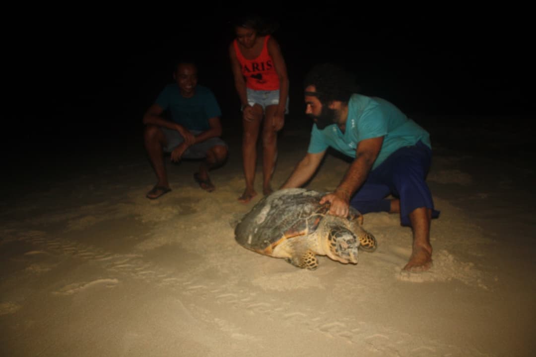 Conservacionista guiando tartaruga marinha adulta na areia da praia de Sibaúma à noite, programa de preservação do Kilombo Villas