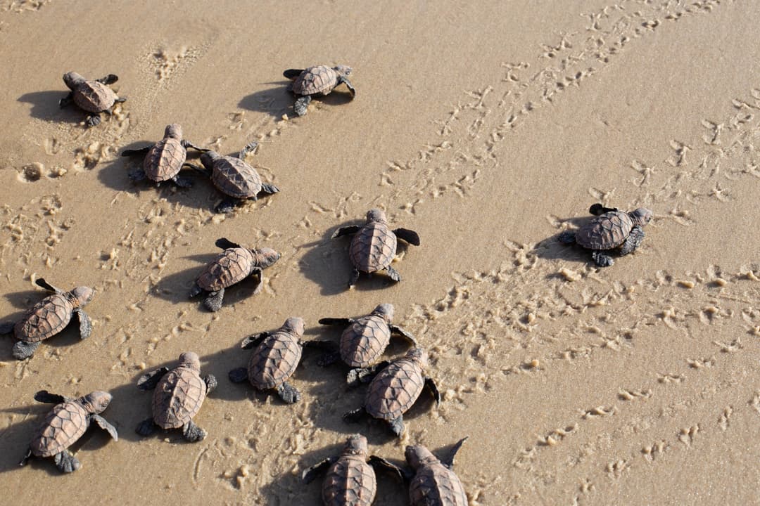 Filhotes de tartaruga marinha recém-nascidos caminhando pela areia da praia de Sibaúma rumo ao oceano