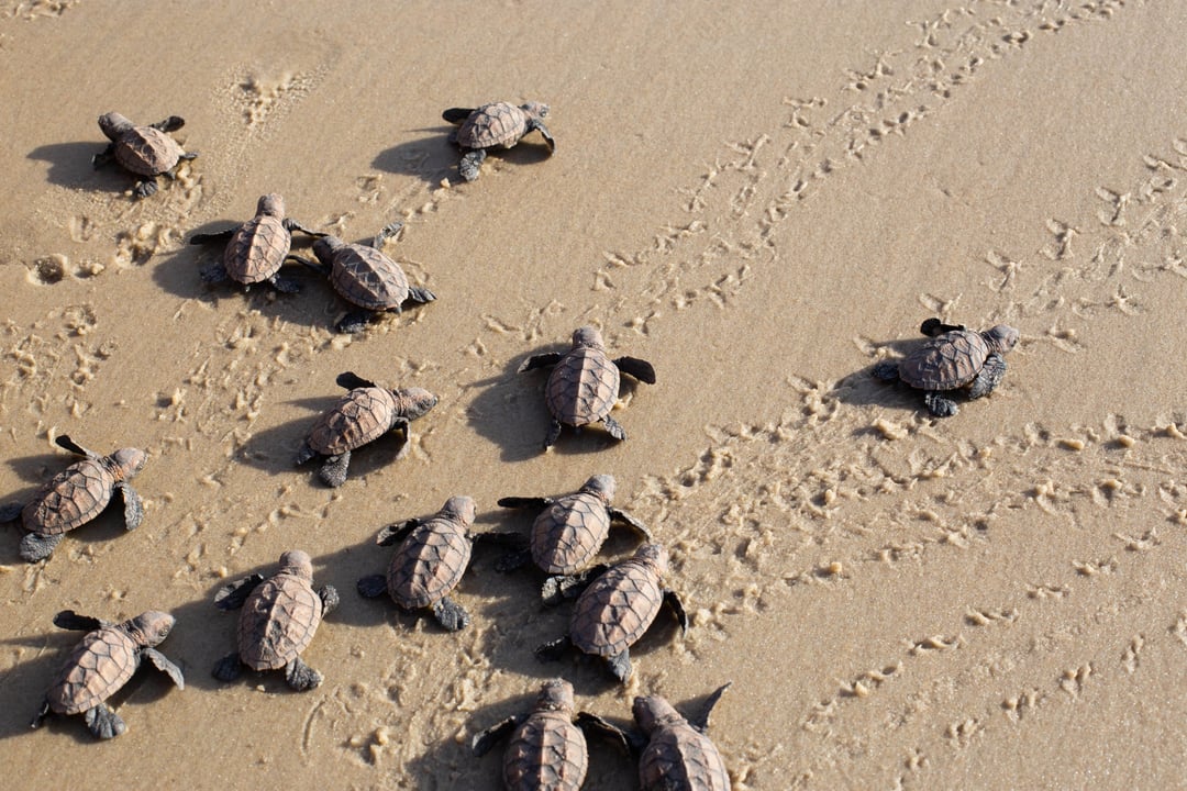 Filhotes de tartaruga marinha recém-nascidos caminhando pela areia da praia de Sibaúma rumo ao oceano
