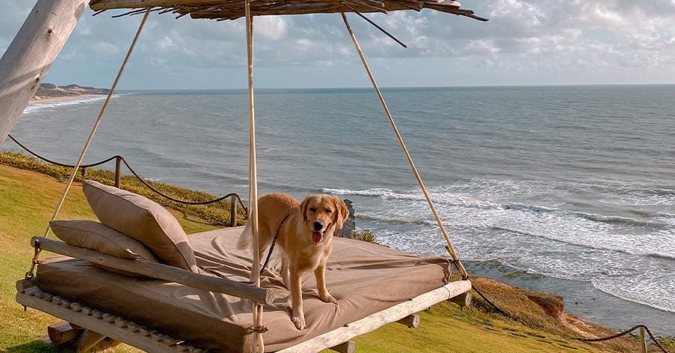 Hotel pet friendly: principais dicas para viajar com seu mascote